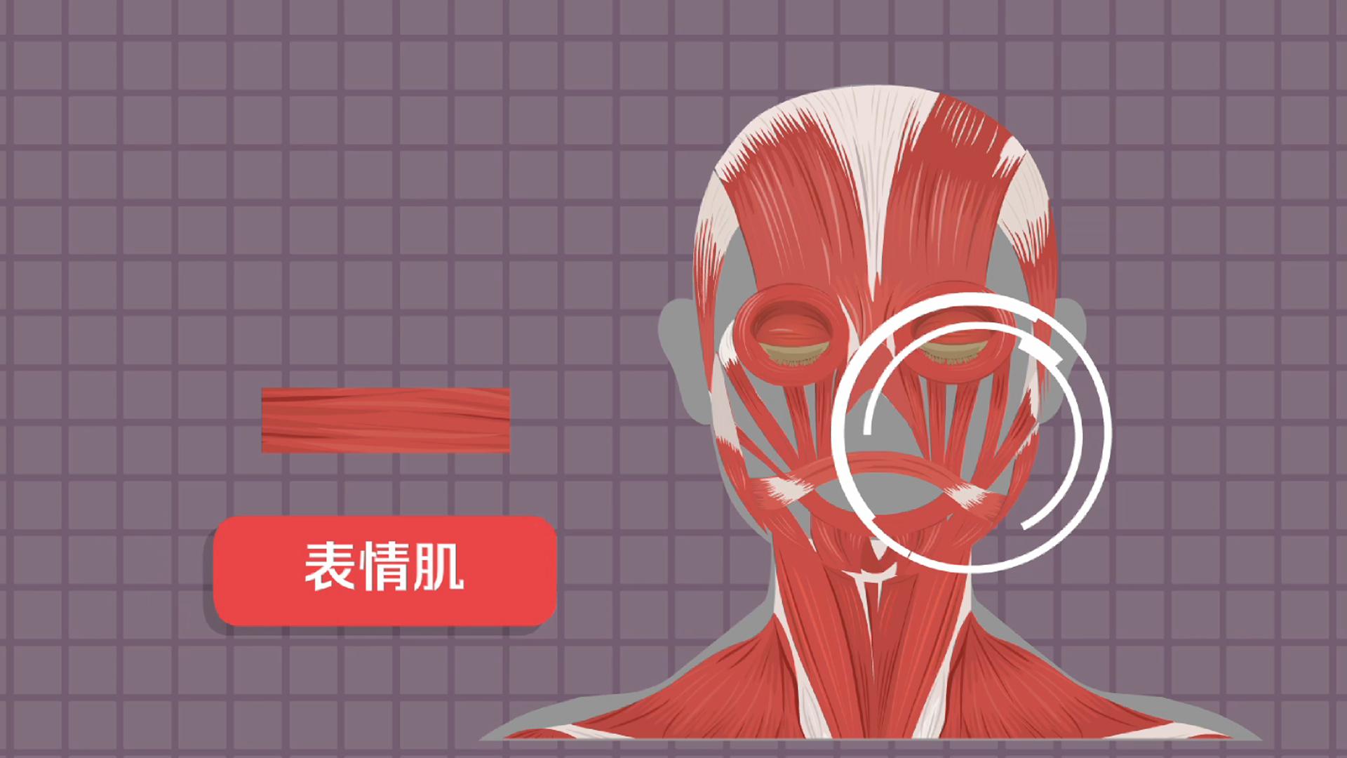一分钟了解颊肌
