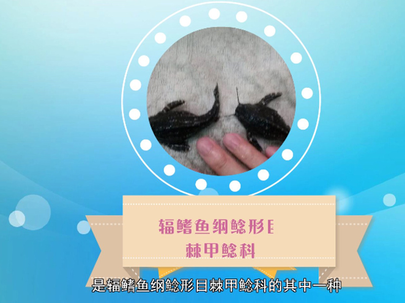 梳额蜴鲶:俗称笑猫,是鲶科的其中一种鱼