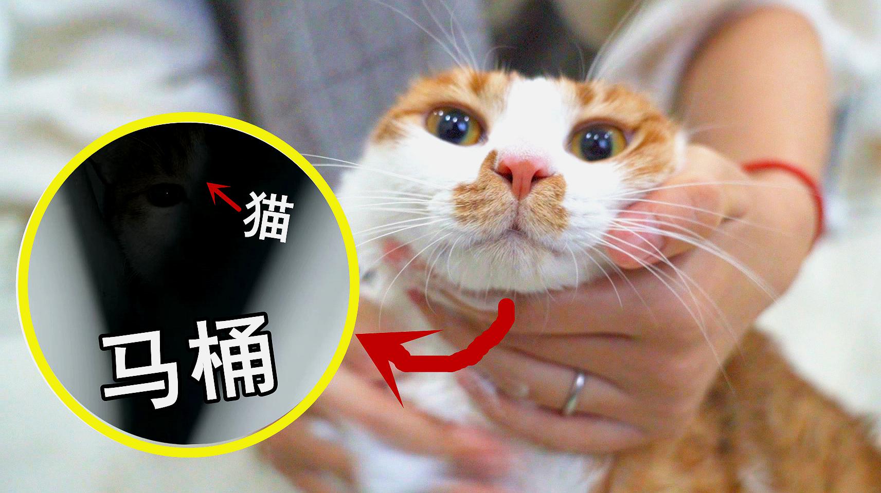 [图]猫咪突然不见了，主人找遍全家，居然在马桶洞里！