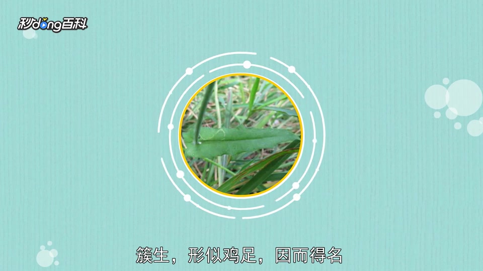 「秒懂百科」原来鸡脚草长这样
