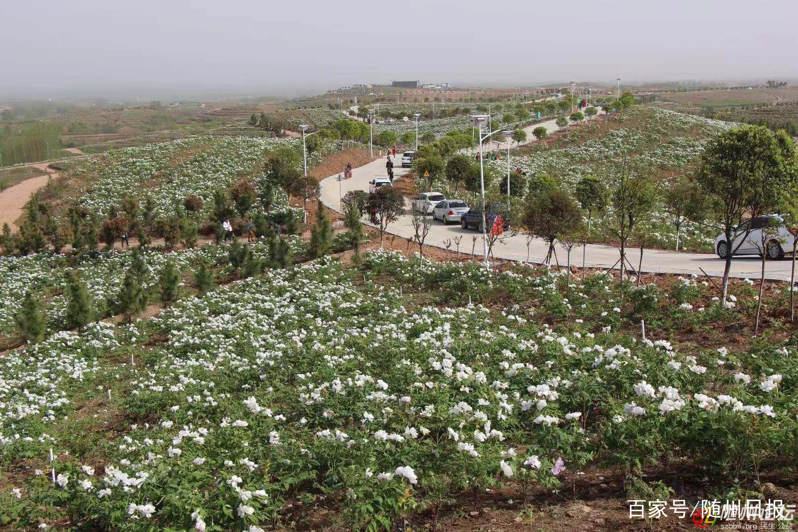随州大力发展林业产业 推进乡村振兴成效明显