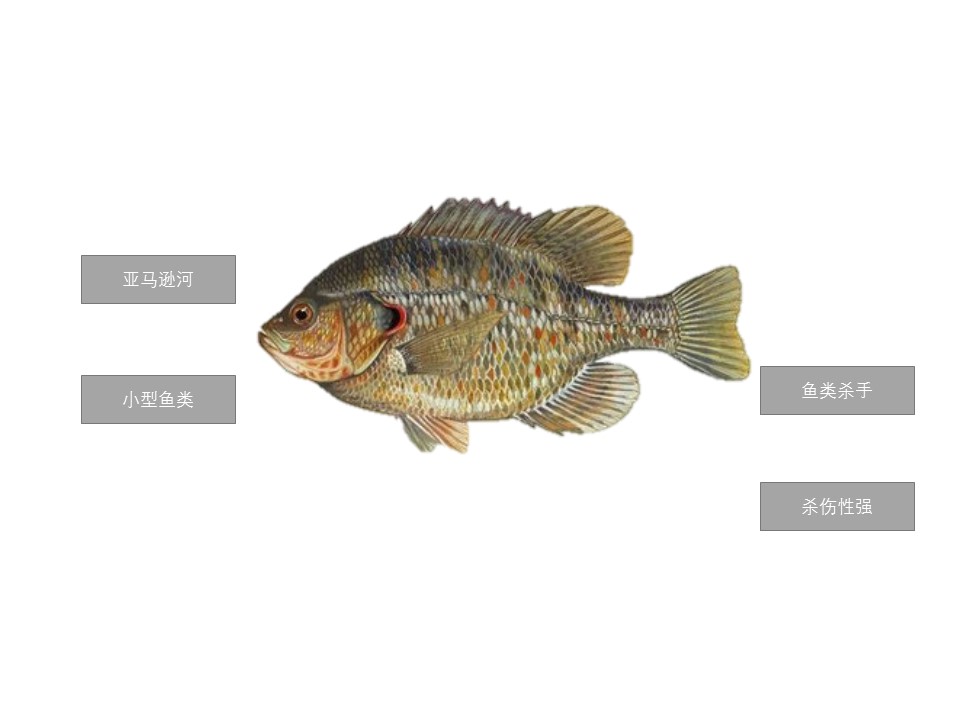 刺须鲶鱼:在亚马逊河杀手排行榜上排第一