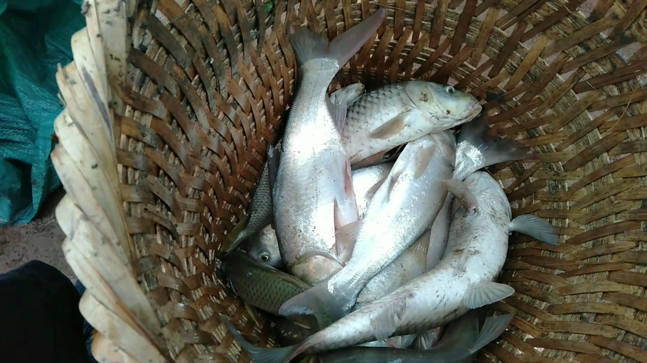 四川特色美食火锅鱼原来是这样做的,做法简单,一学就会,太香了