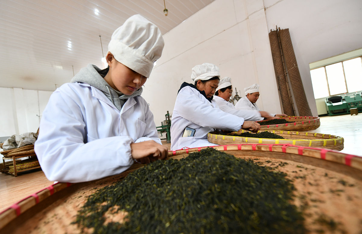 贵州茶叶生产与加工专业中专中职学校推荐 | 好学校推荐