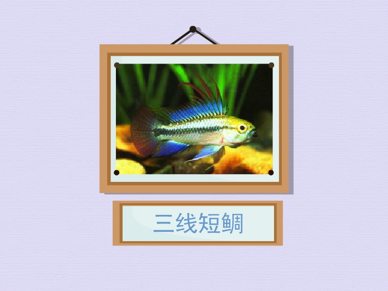 三线短鲷:种肉食性鱼类