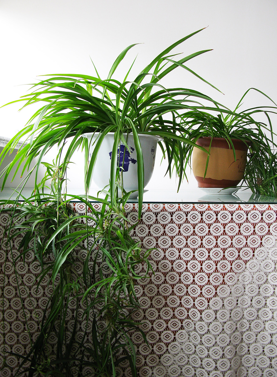 刚栽完的吊兰为什么要放在阴凉处