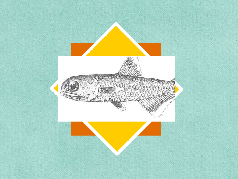 原来粗鳞灯笼鱼长这样