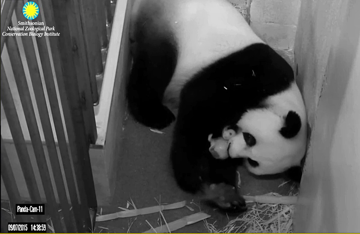 写一个关于小学生观察大熊猫的作文300字适当用修辞手法