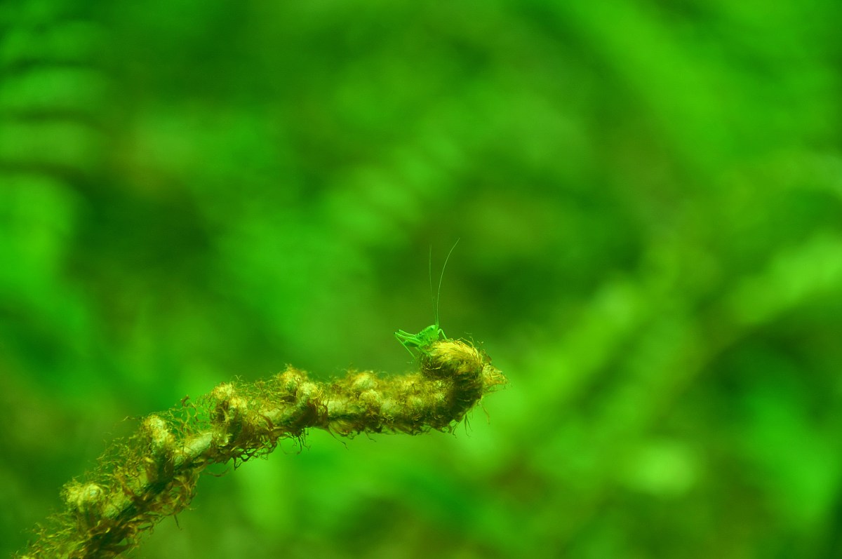 春天日记：感受生命的力量和美好希望