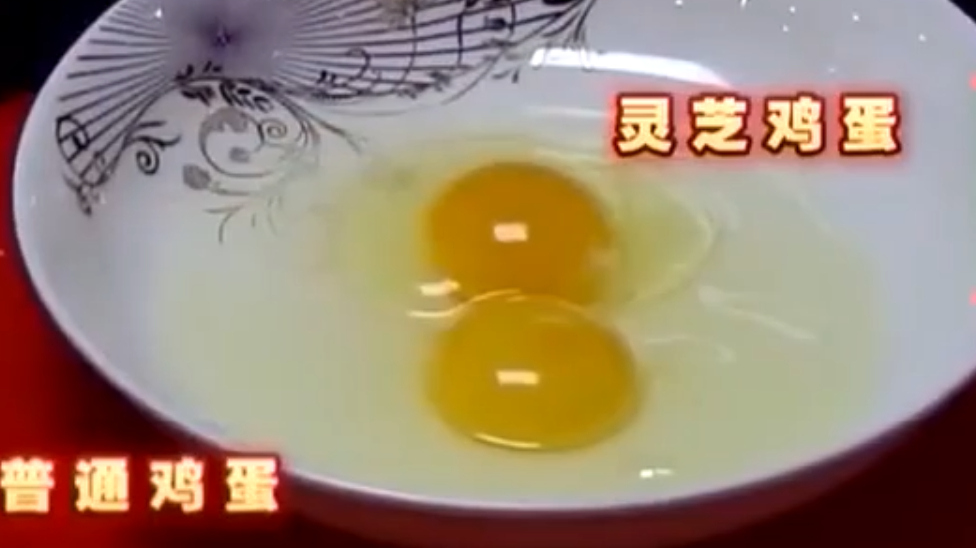隔三岔五买上几百斤灵芝 煮成汤给鸡吃 产的蛋和普通的鸡蛋区别大
