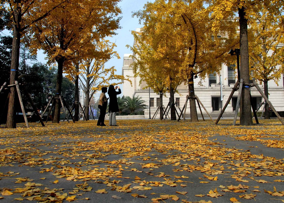 音乐树课程学习有哪些作用