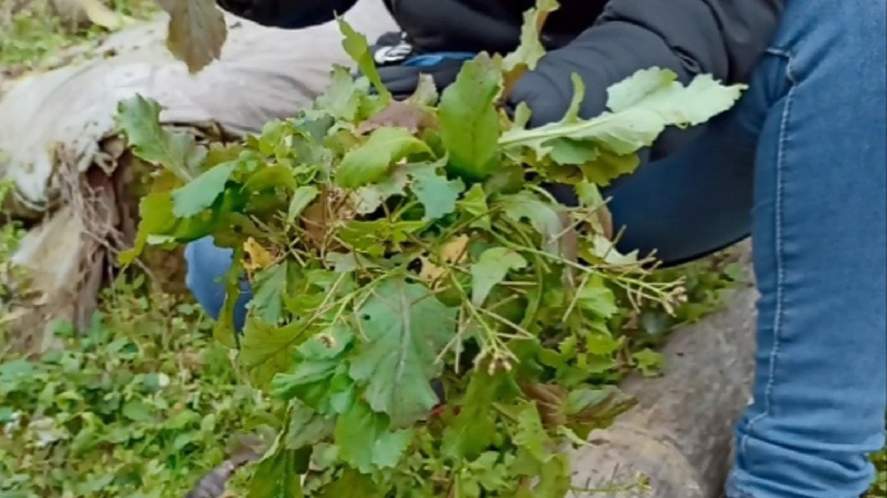 大西到地里找野菜籽野菜来煎蛋,清热解毒养生又好吃,爸爸超喜欢