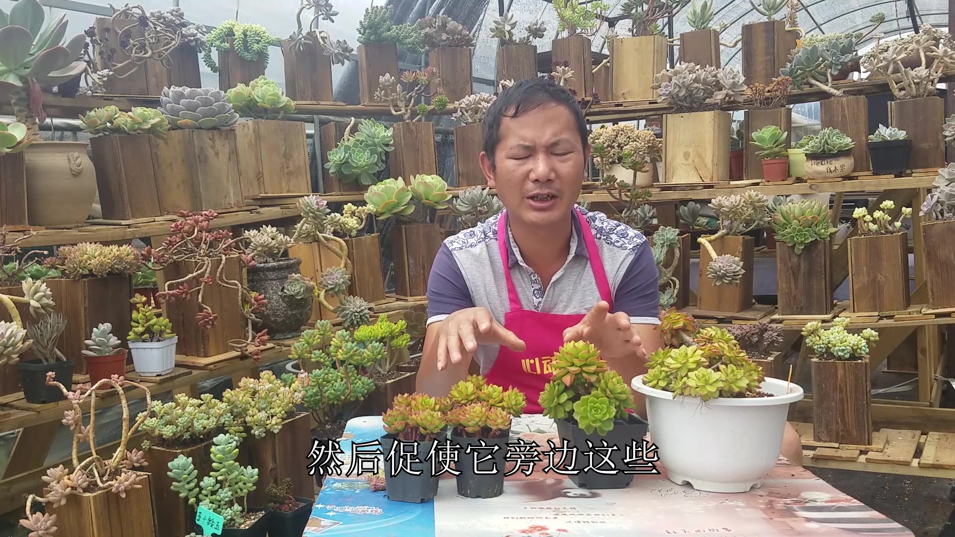 多肉名字前面能加“火焰”两个字的代表什么?养好了红红火火!