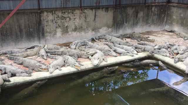 睡姿呆萌!柬埔寨养殖场内数百鳄鱼晒太阳
