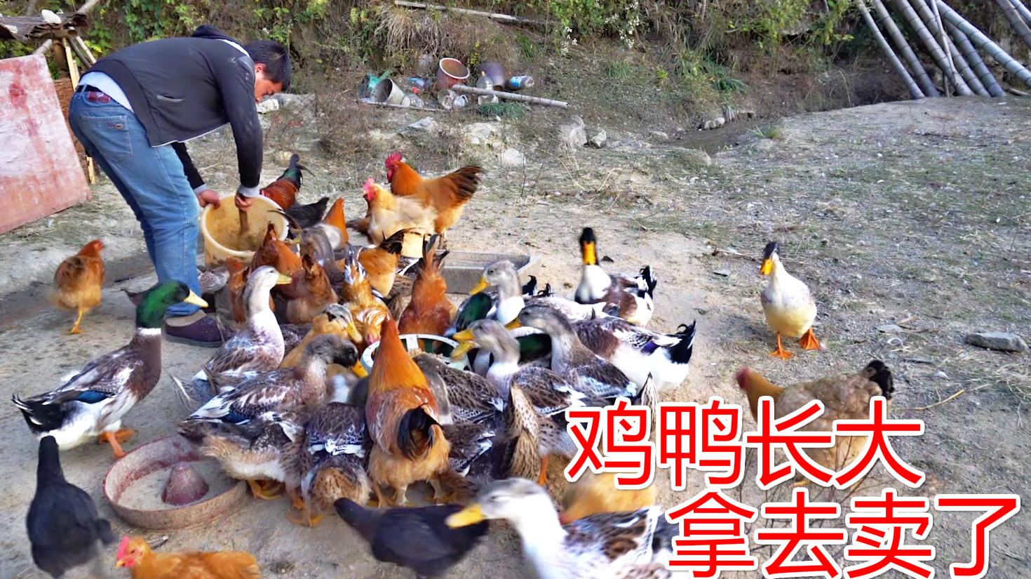 小邓家的鸭子长大了,今天抓2只13斤重的土鸭卖,又能卖200多元