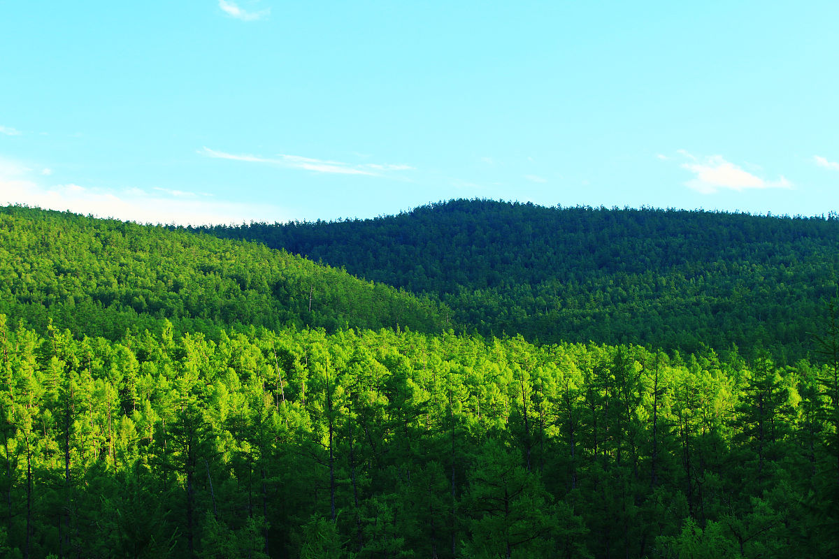 林下经济现状：产业多样化、生态保护与可持续发展