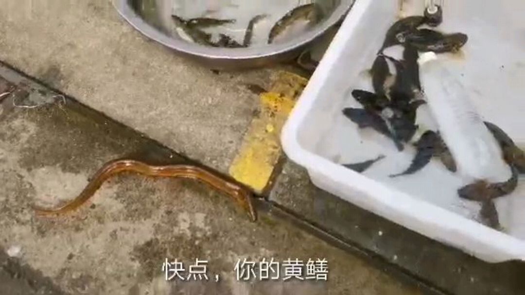 野生河鱼石爬子看着吓人,味道鲜嫩,20一斤贵不贵