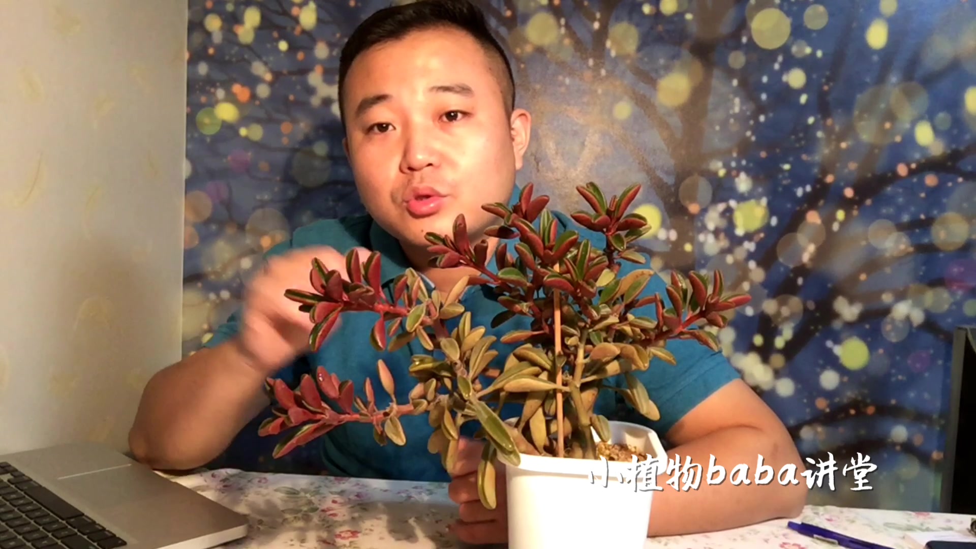 火红色的多肉植物,红背椒草养护知识分解,让你养它更容易