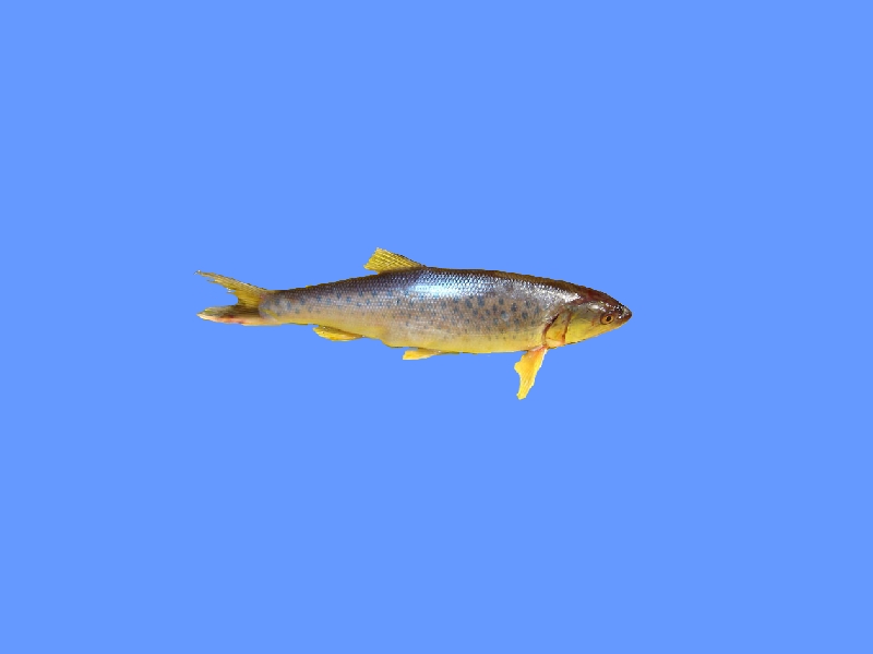 长嘴鱲:又称长嘴鱼,鲤科长嘴鱲属的一种鱼类