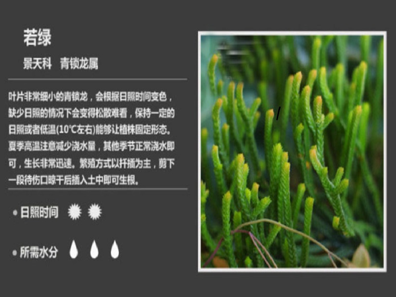 若绿:若绿是一种景天科、青锁龙属的多肉植物,也称多浆植物