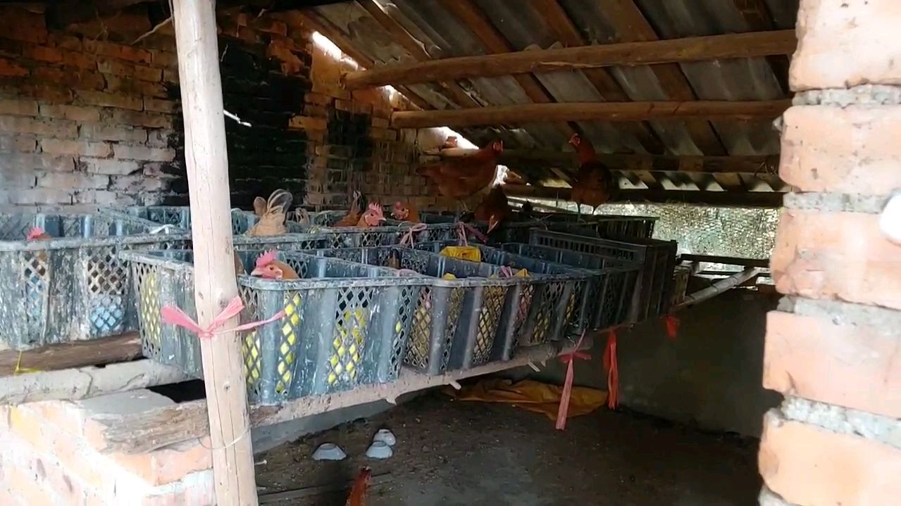 让你们感受一下母鸡争相下蛋的氛围