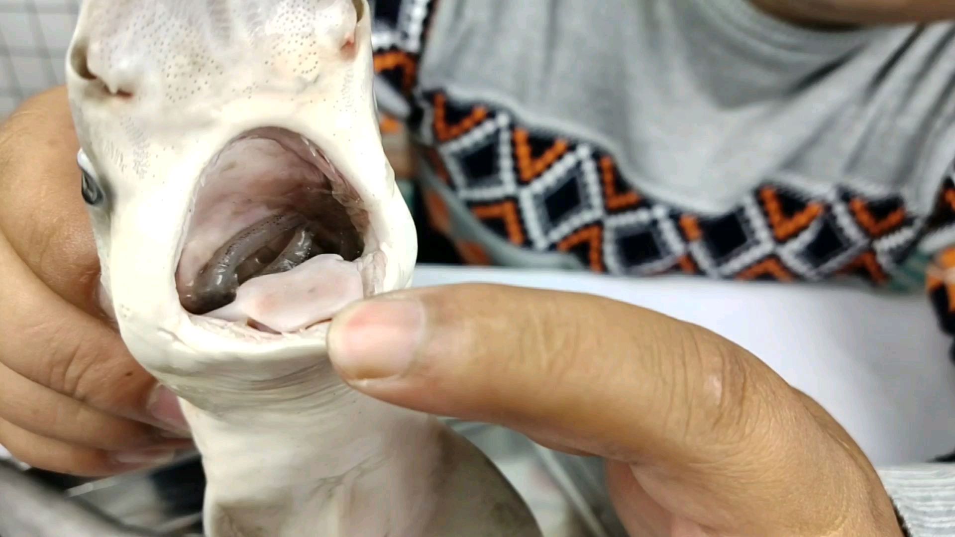 鲨鱼原来这么便宜,小伙8块钱就买了一只,会好吃吗