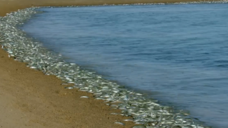 上万条鱼随着海潮争相冲上海滩,这到底是怎么回事?