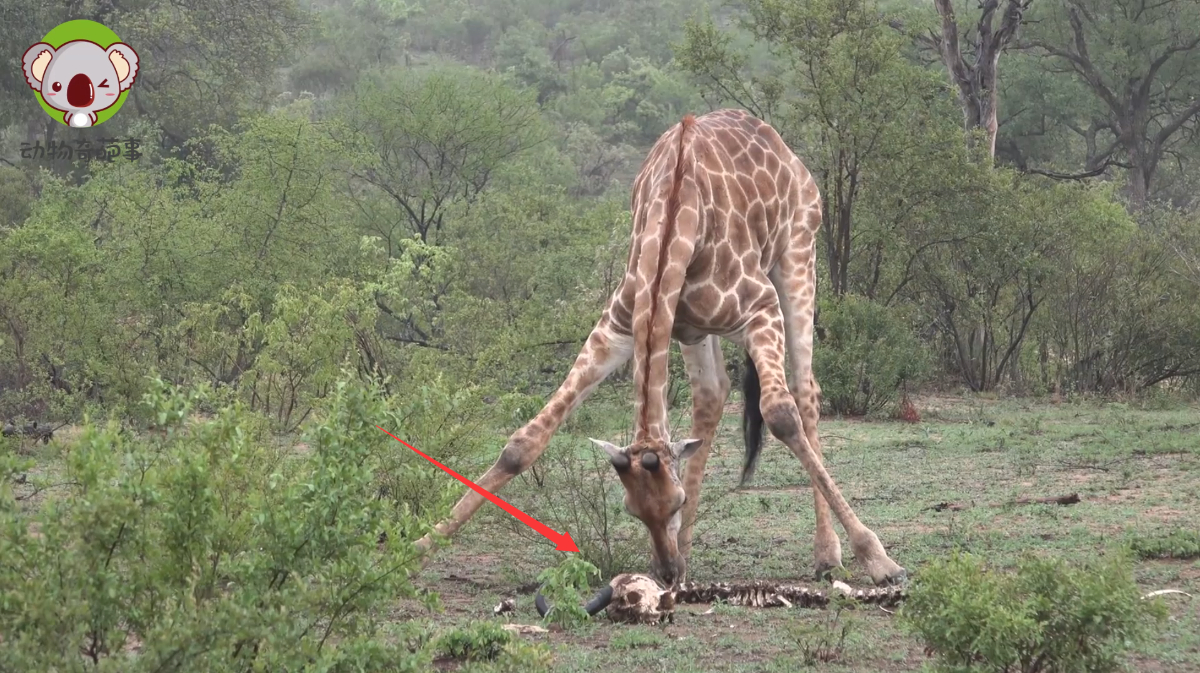 啃骨头的长颈鹿,吃鱼的鹿,“食草动物”远比你以为的会享受!