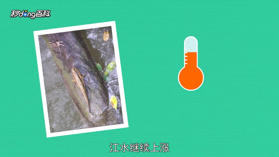 原来上树鱼长这样