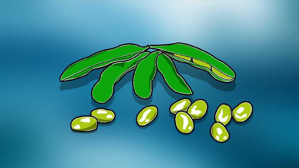 角果:十字花科植物特有的果实类型
