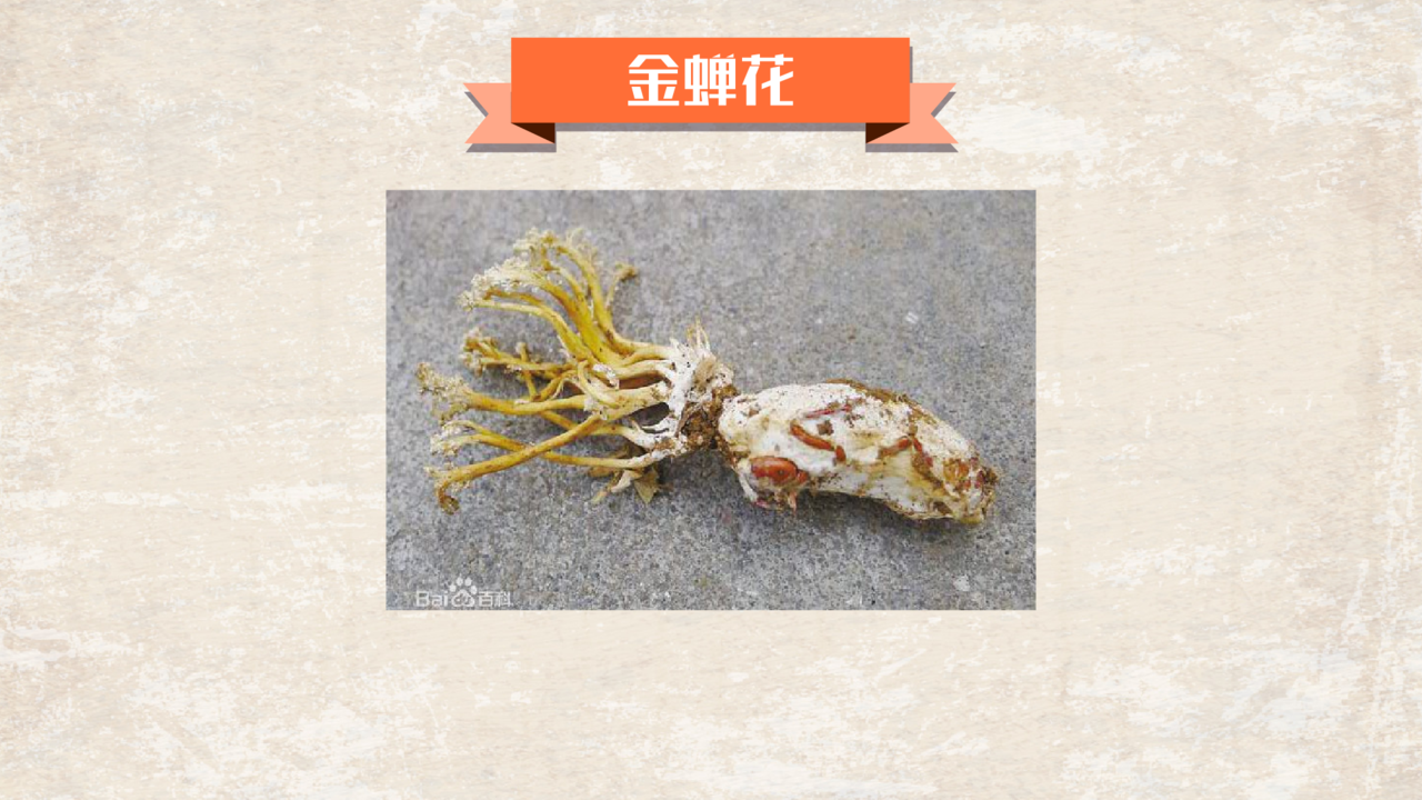 金蝉花：药用价值高的名贵中药材
