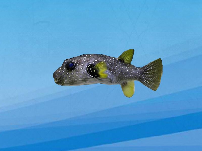 原来珍珠狗头长这样