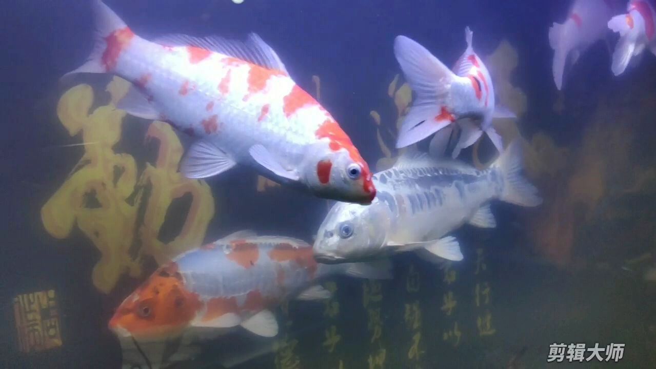 说一下我现在鱼缸的状态,水浑,鱼缺氧,应该怎么办?