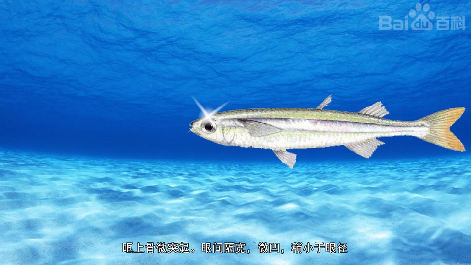 白氏银汉鱼