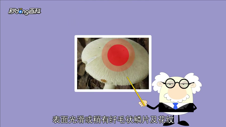 原来鬼笔鹅膏长这样