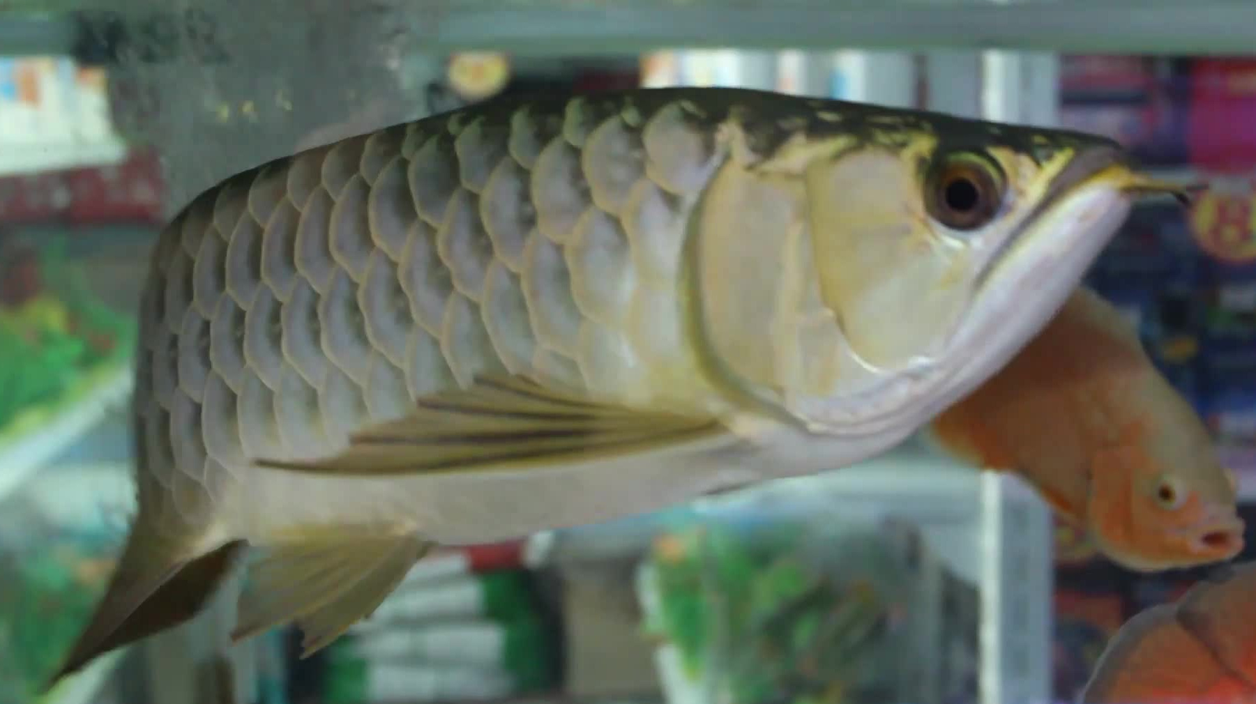 爷爷从马来西亚带回来的蓝底过背金龙鱼,这鱼很贵!