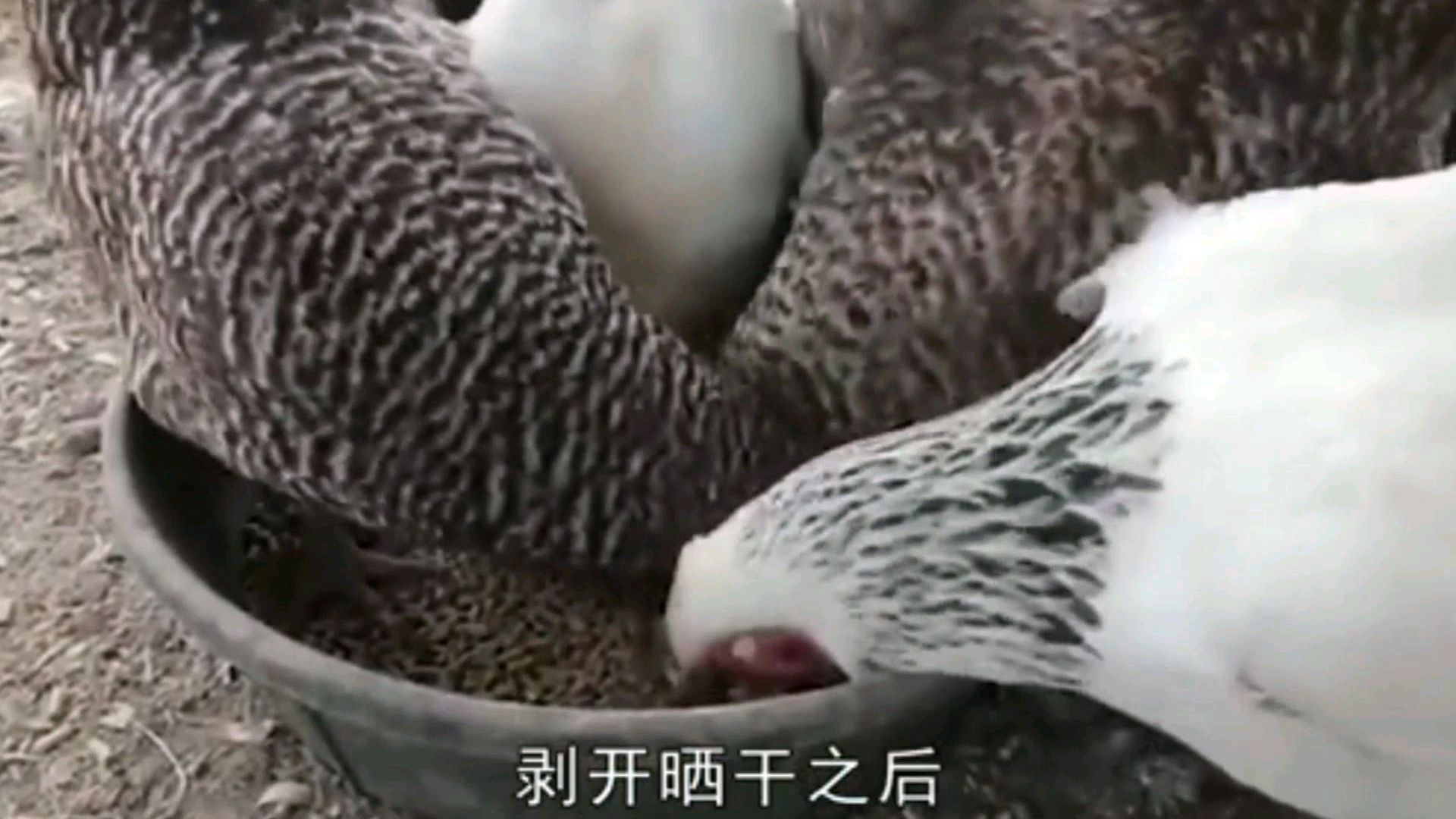 农村有句老话叫,一个鸡胗三副药,大家知道是什么意思吗?