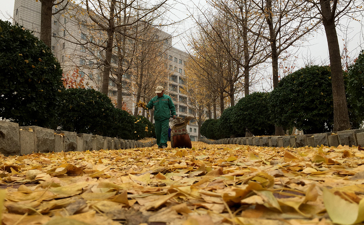 ***_***2018年11月15日,大连,"黄金大道"是东北财经大学之远楼西侧一