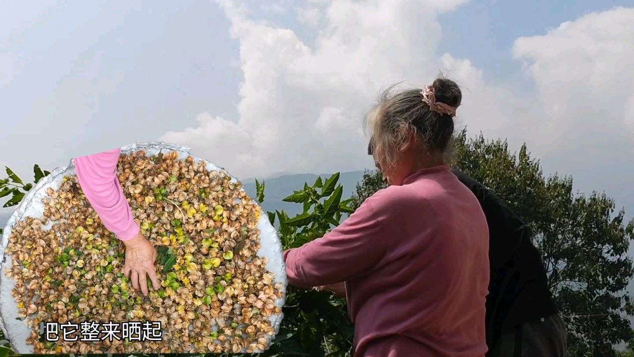 冰粉籽成熟可以收了,手工冰粉味道一流,今天和奶奶忙着收冰粉籽
