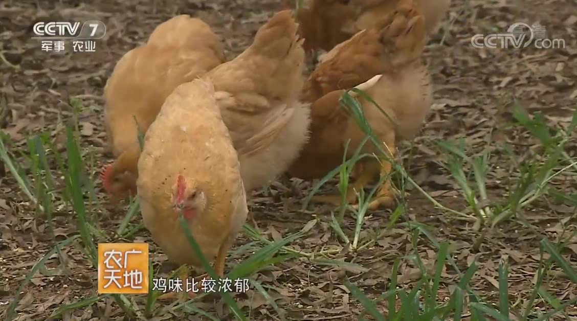 农广天地:怀乡鸡的典型特点主要是这几个,很容易分辨!