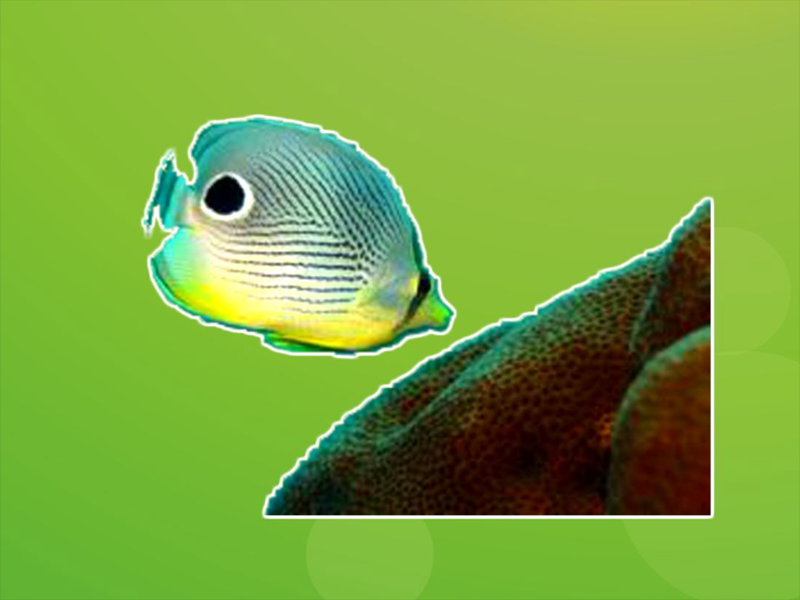 原来马达加斯加蝴蝶鱼长这样