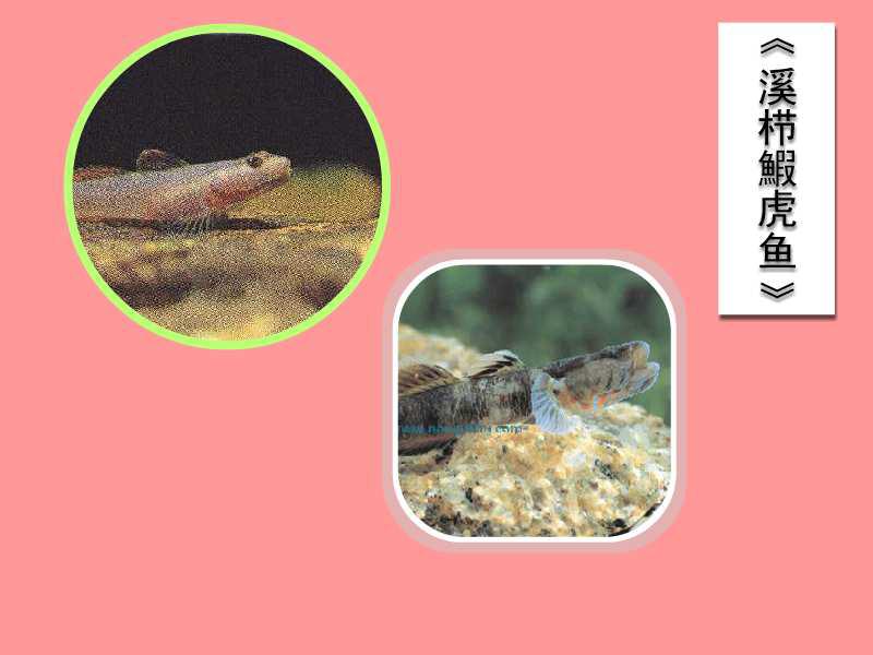 「秒懂百科」原来溪栉鰕虎鱼长这样