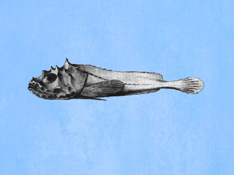 原来棘拟杜父鱼长这样