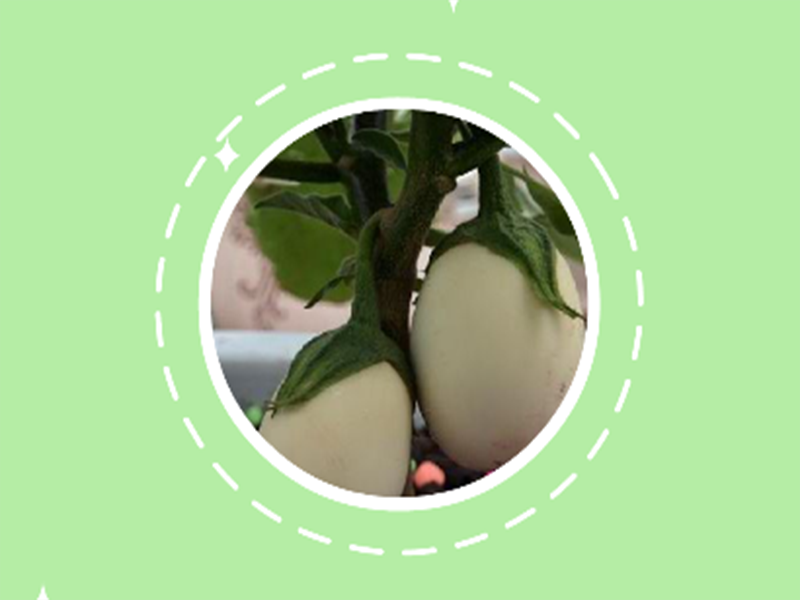 一分钟了解鸡蛋茄