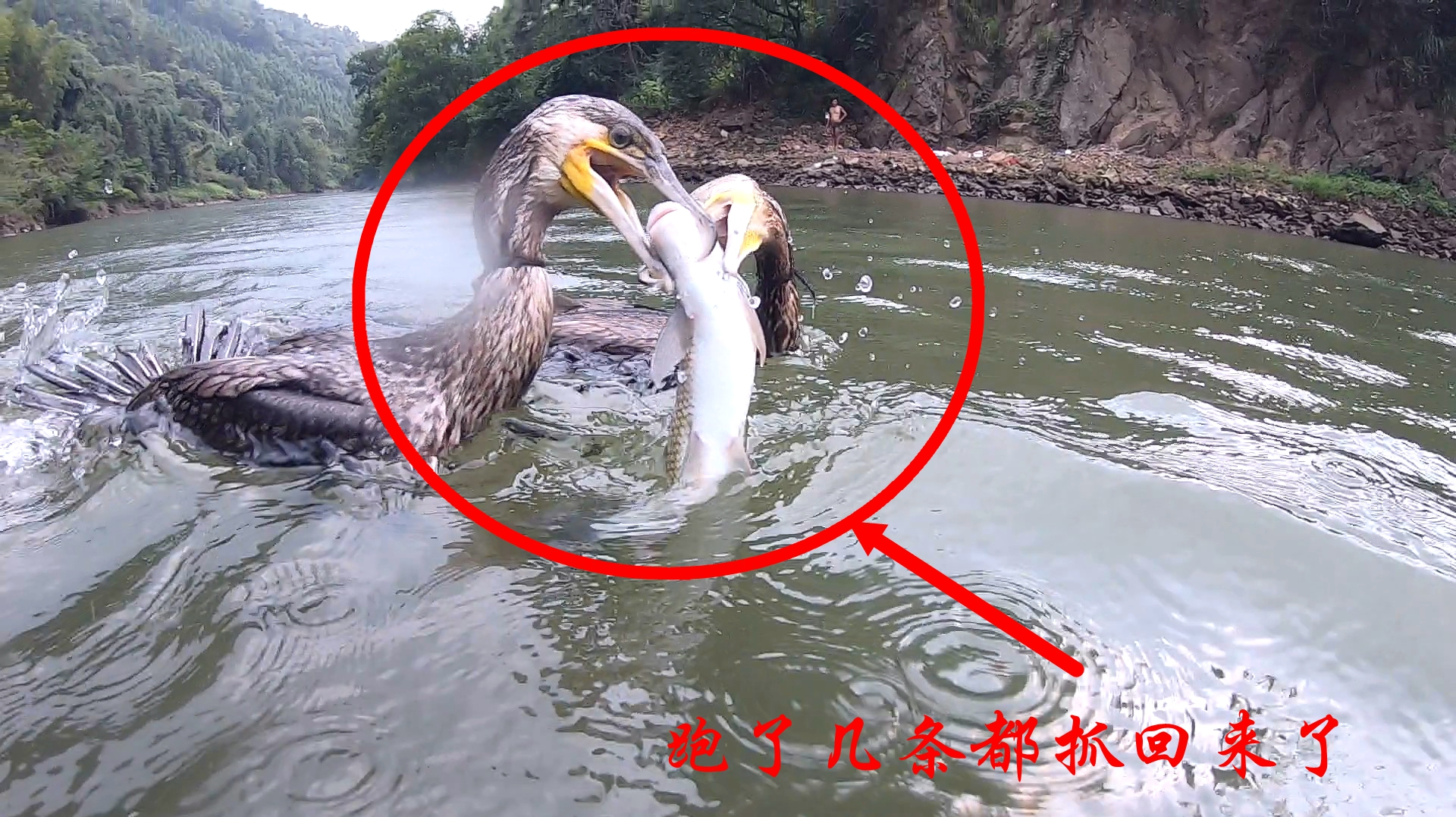 2000块钱买的鱼鹰很划算,它一下水都是抓大货,老罗捡鱼忙不停