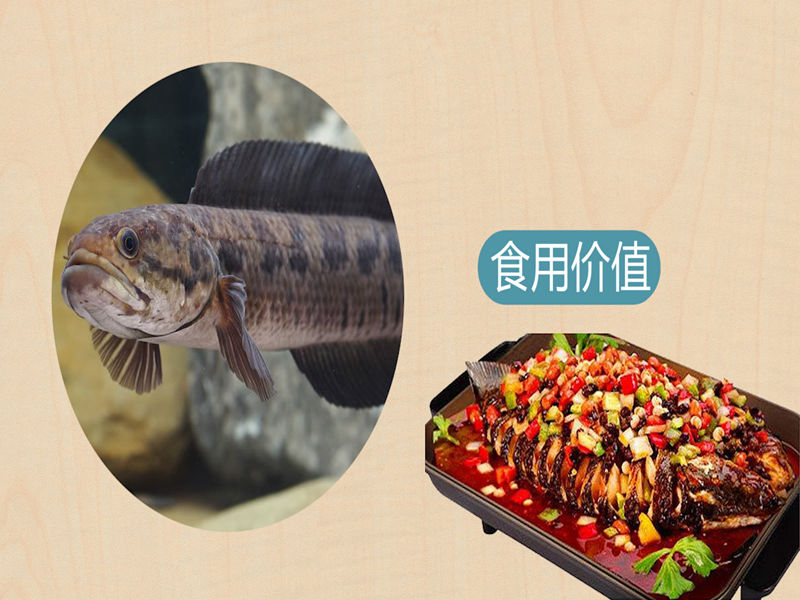 七星鳢:为鳢科鳢属的鱼类,俗名七星鳢、姑呆