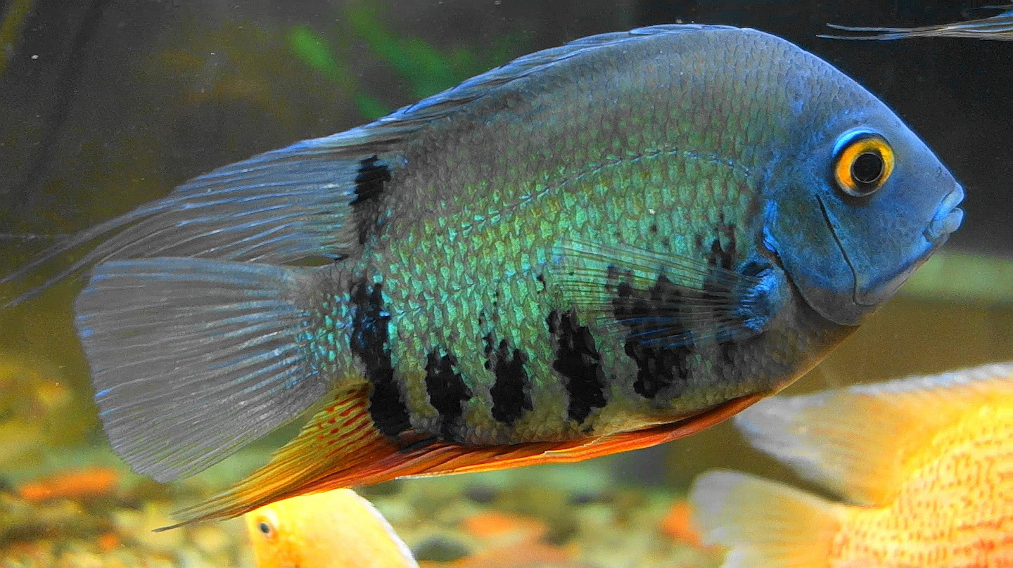 观赏鱼繁殖,水族箱马上要爆缸了,野生绿菠萝鱼,体色很漂亮