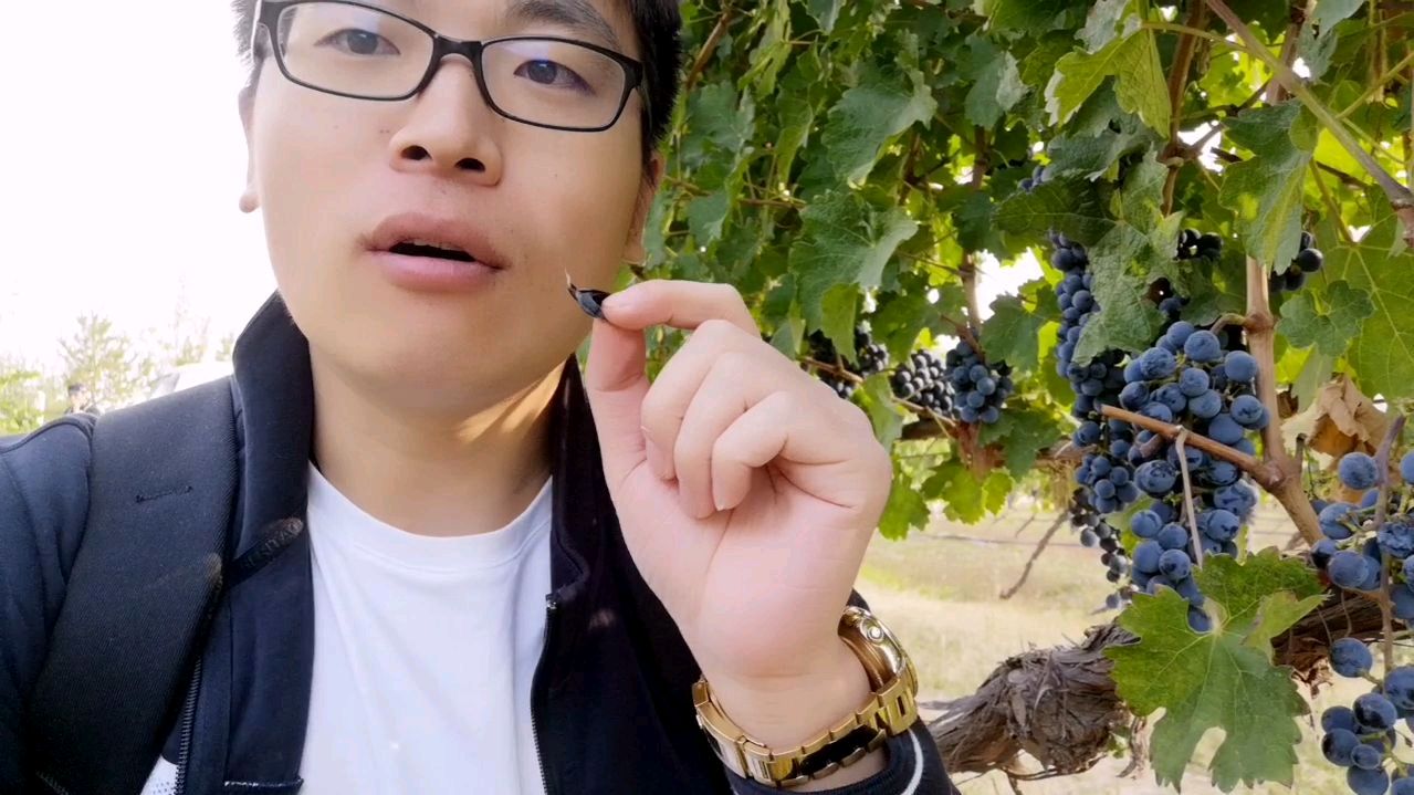 葡萄酒庄园免费吃葡萄,一种酸爽的感觉啊
