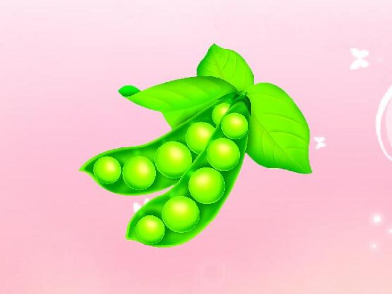 棉豆是豆科菜豆属植物