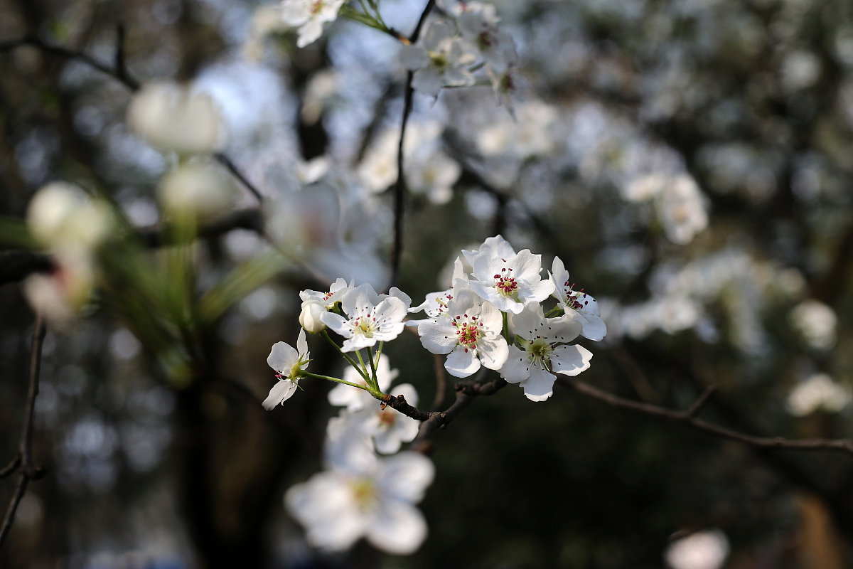 ***_***2018年3月11日,成都植物园,梨花.(如下载使用,请务必署名成都